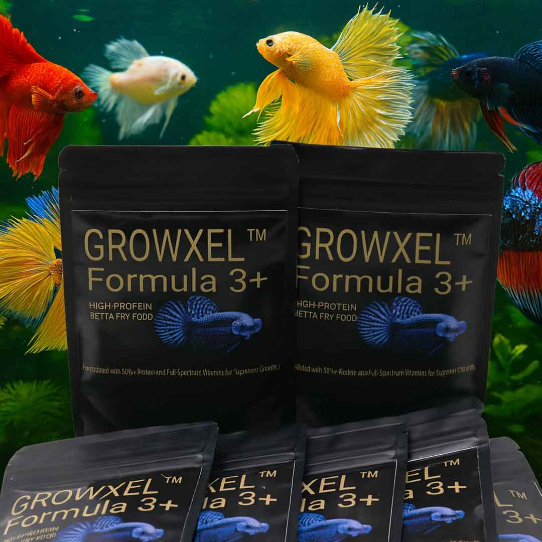 GROWXEL™ Formula 3+ Betta Fry Food
