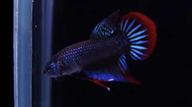 Natural habitat of Southern Thai wild betta (Betta imbellis) with tannin-stained water, leaf litter, and calm shallow conditions.
