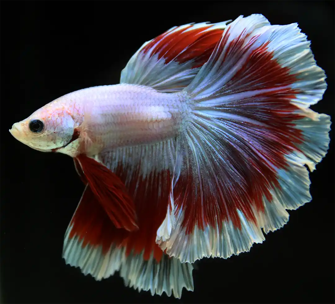 Red and white Rose Tail Betta with a broad, densely layered caudal fin