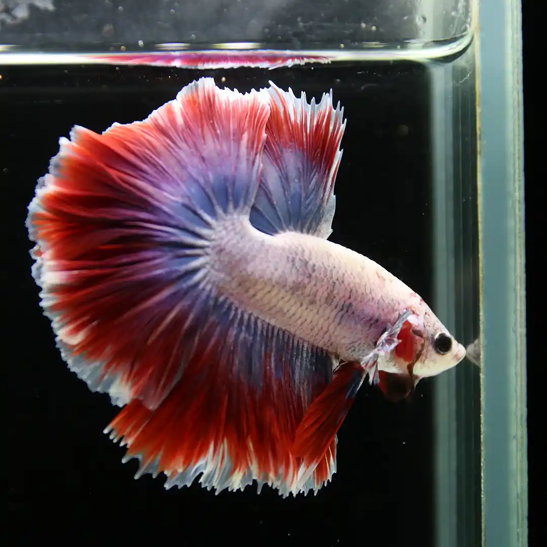 Red and white Rose Tail Betta photographed in an aquarium with its tail spread