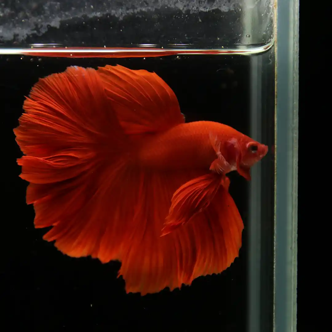 Red Rose Tail Betta in an aquarium with richly colored, full finnage