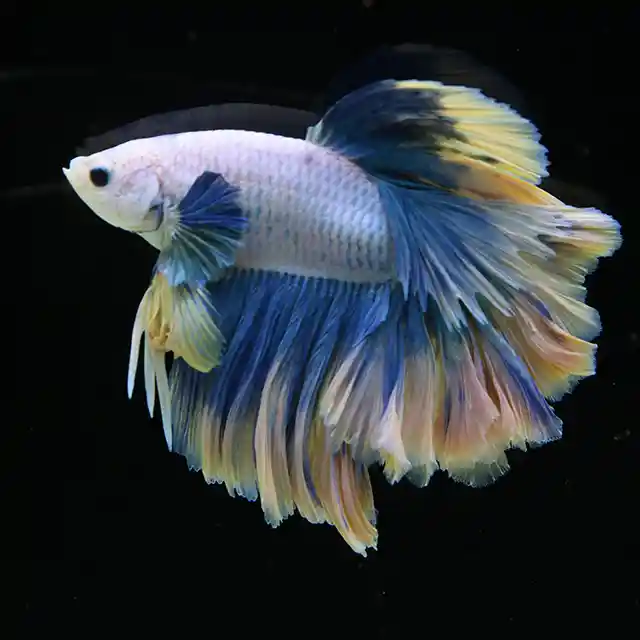 Betta Live Fighting Fish Half Moon Marble King Rose Tail Male 1X