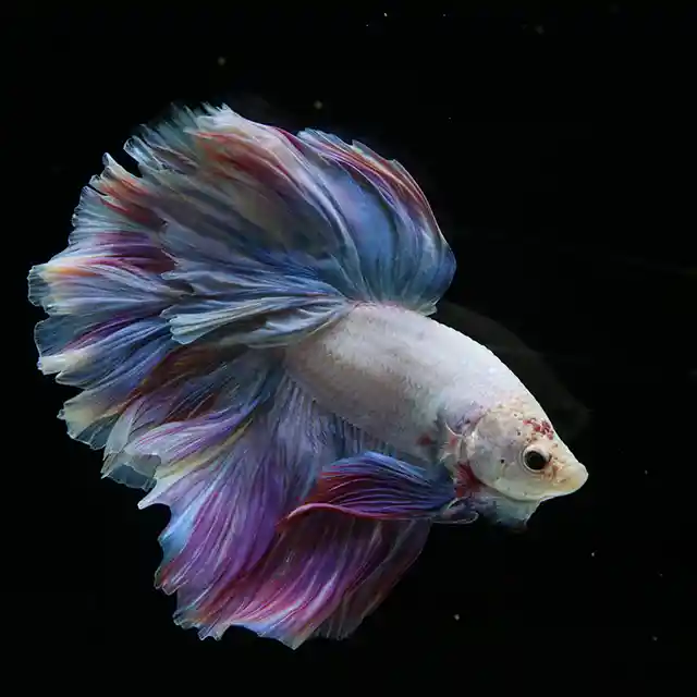 Betta Live Fighting Fish Half Moon Aurora Pastel King Rose Tail Male Elite 1X