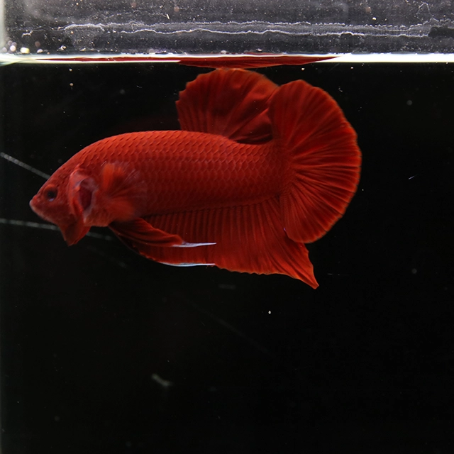 Betta Live Fighting Fish Half Moon Plakad HMPK Solid Color Red Male 1X
