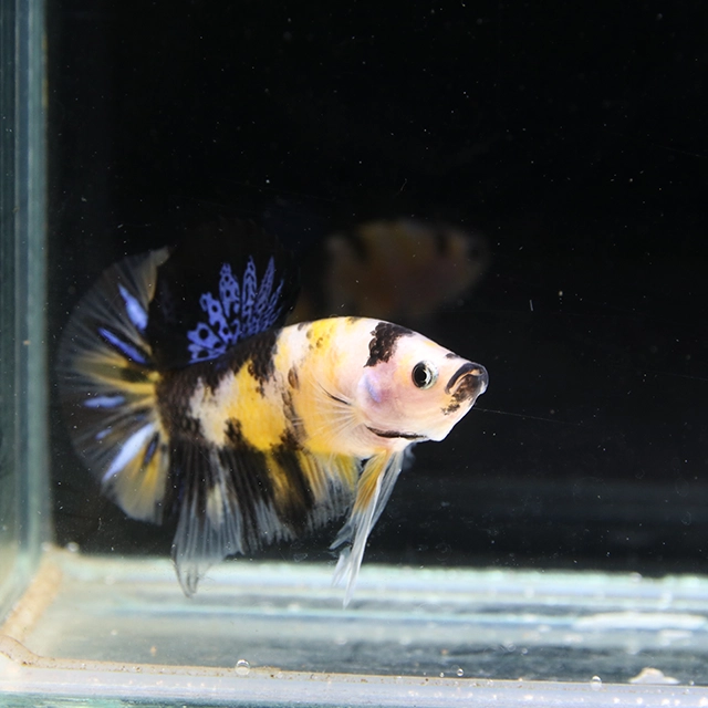 Betta Live Fighting Fish Half Moon Plakad HMPK Non Metallic Multicolor Yellow Male 1X
