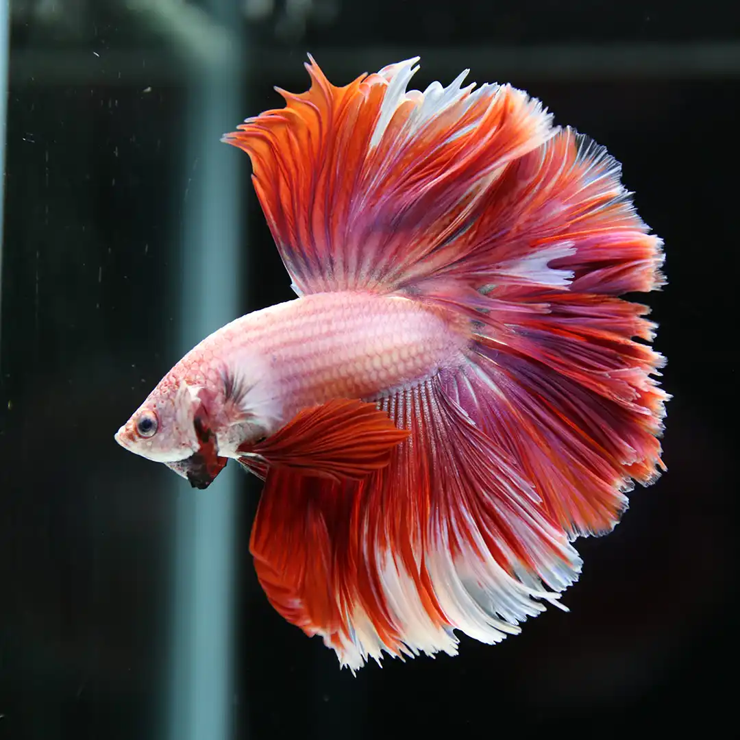 Elite Flame Opal Rosetail
