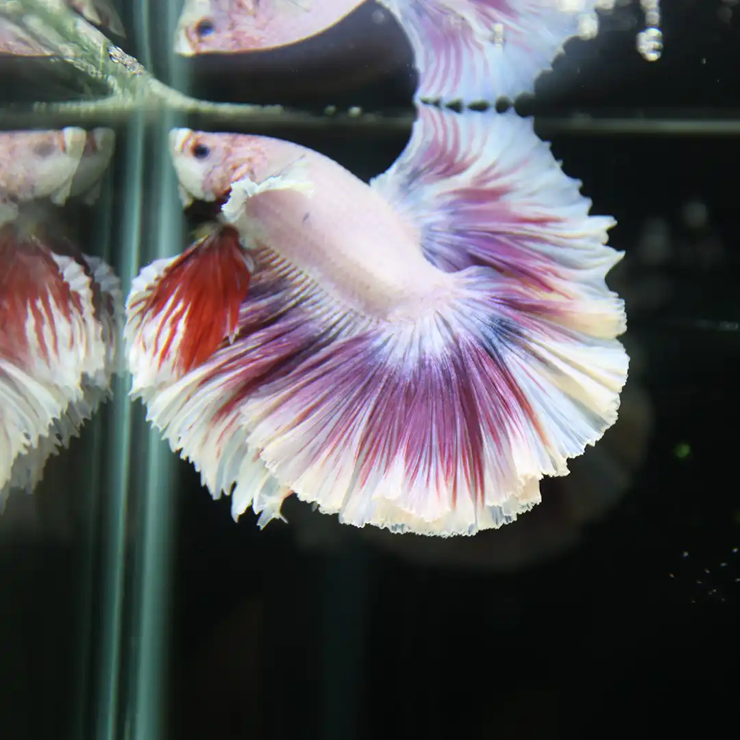Elite Amethyst Pearl Rosetail