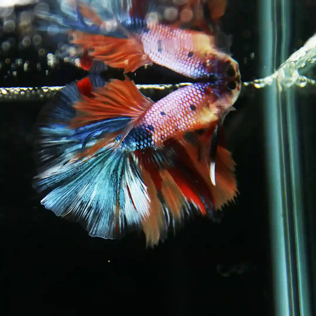 Betta Koi Multicolor Half Moon