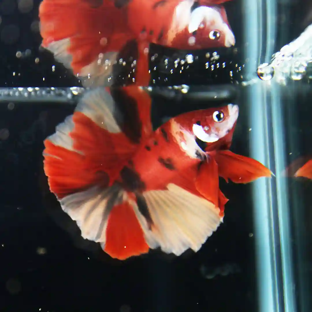 Betta Koi Multicolor Half Moon