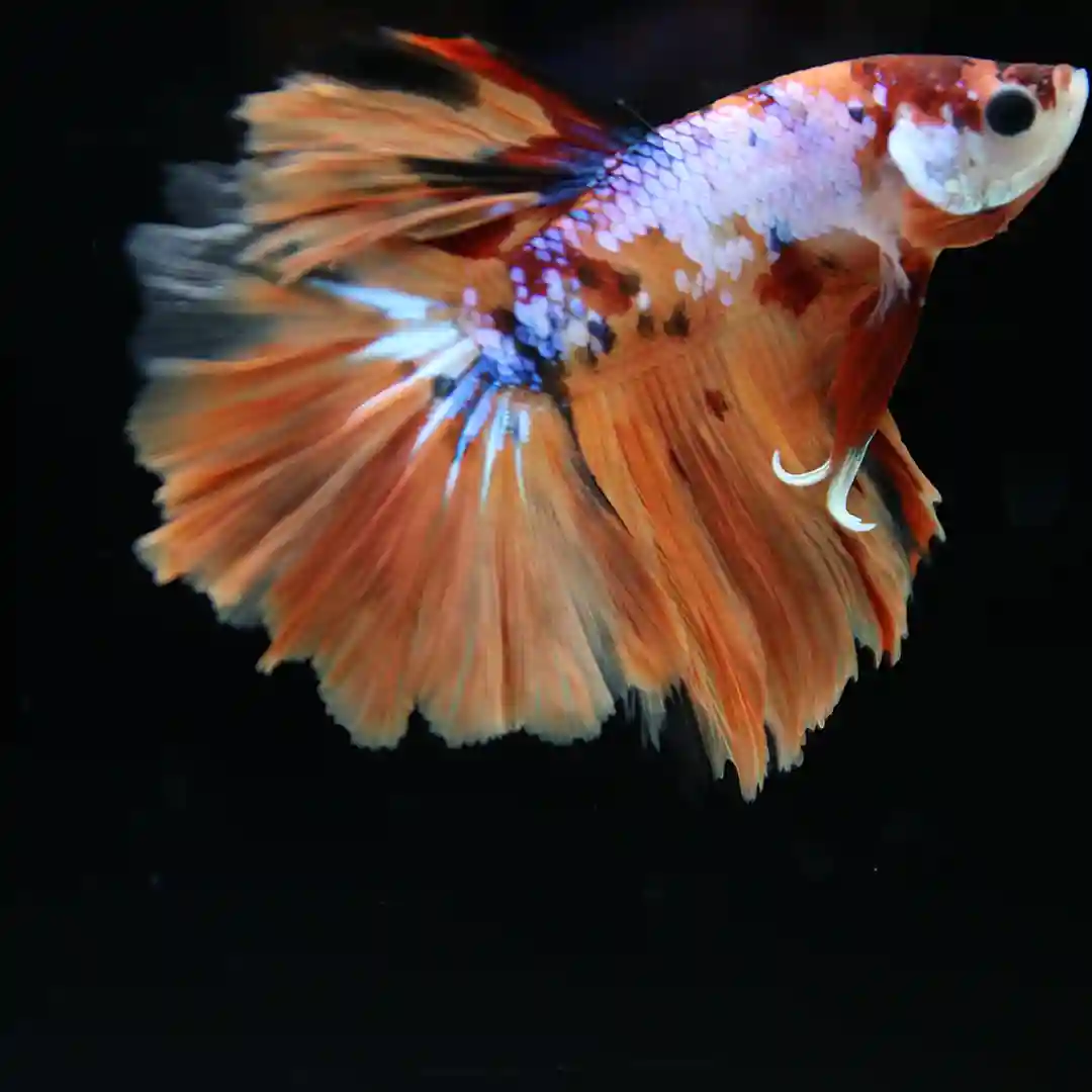 Betta Koi Multicolor Half Moon