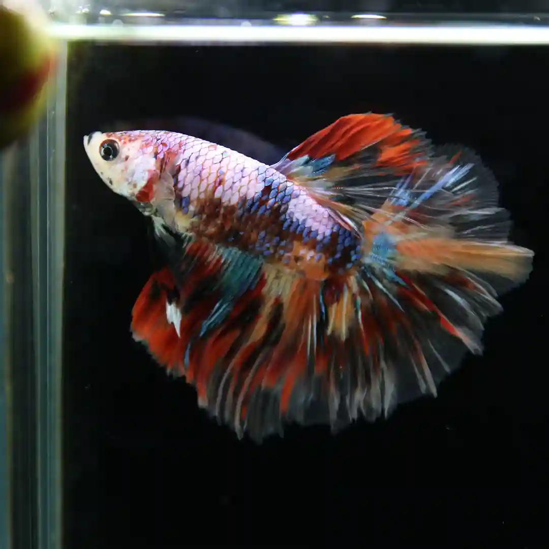 Betta Koi Multicolor Half Moon