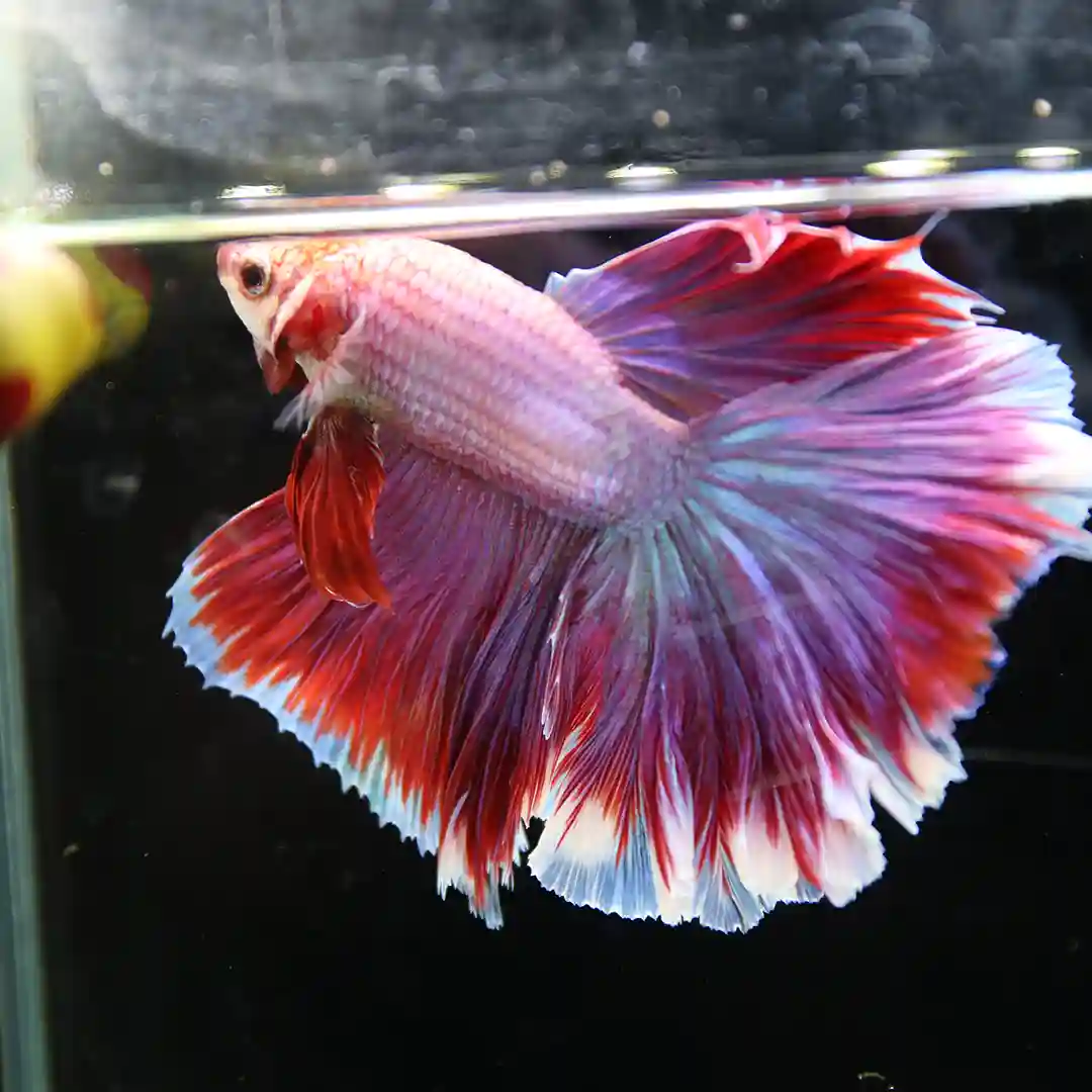 Betta  Half Moon Rose Tail Pink
