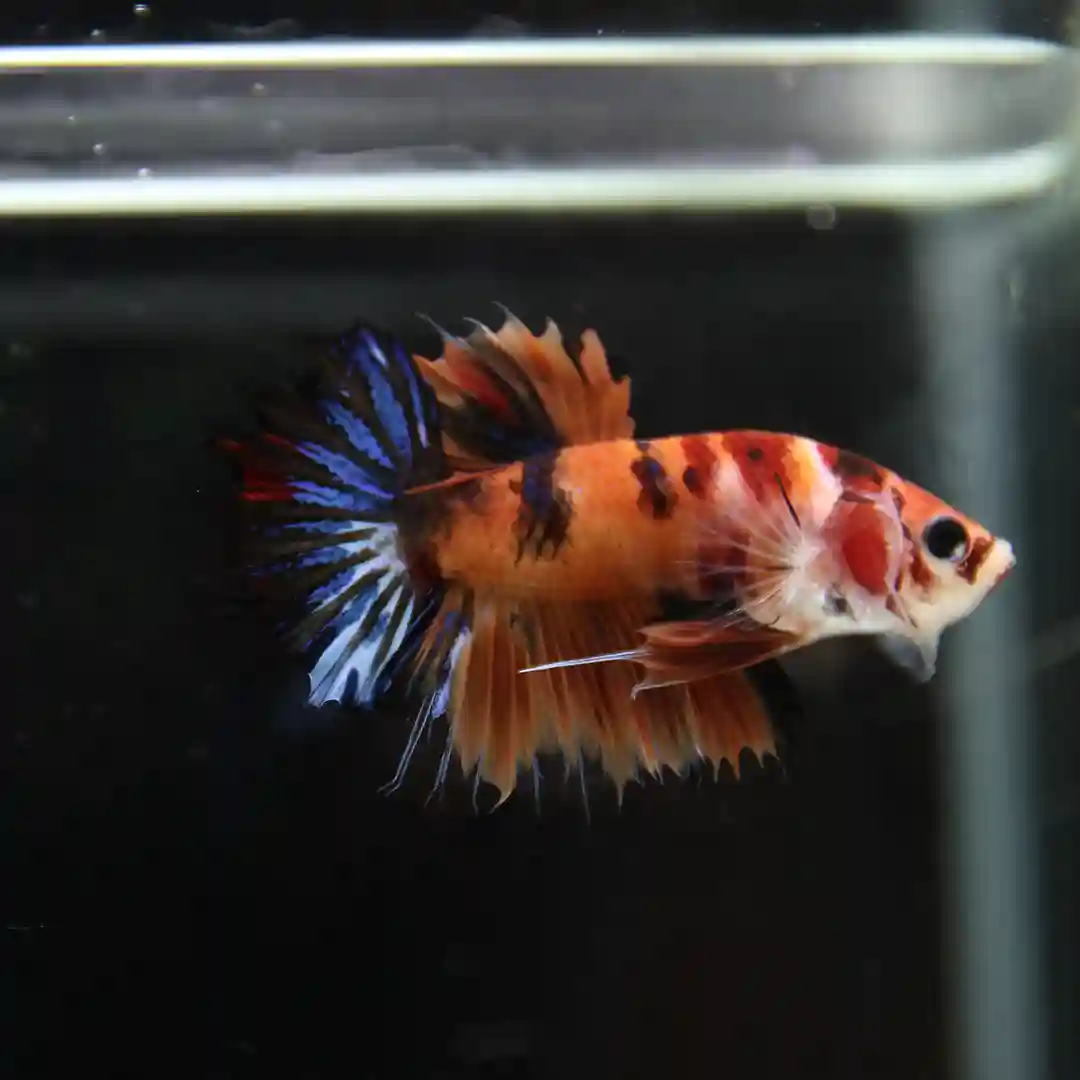Betta Live Fish CrownTail Plakad CT Candy Male