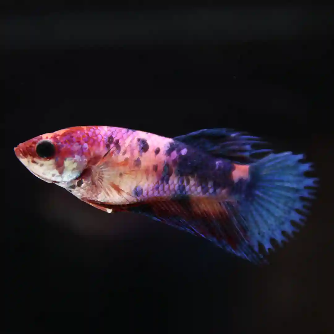 Betta Live Fish CrownTail Plakad CT Candy Famale