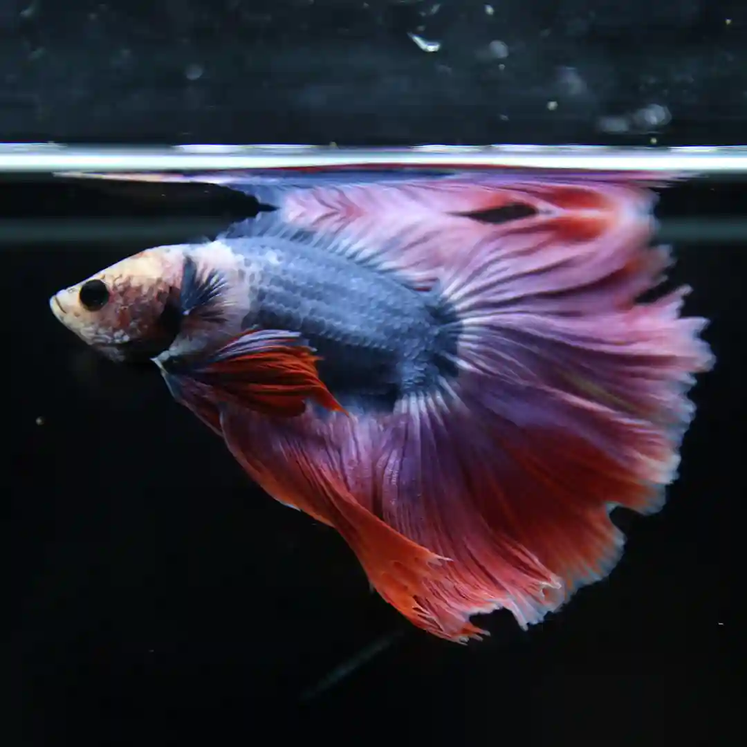 Betta Live Fish Crimson Aurora Full Moon Male - AF Plakad Thai
