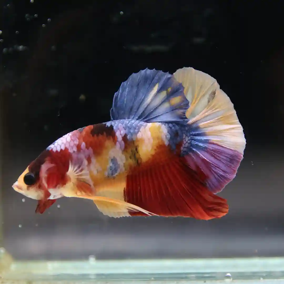 Betta Live fish Multicolor HMPK