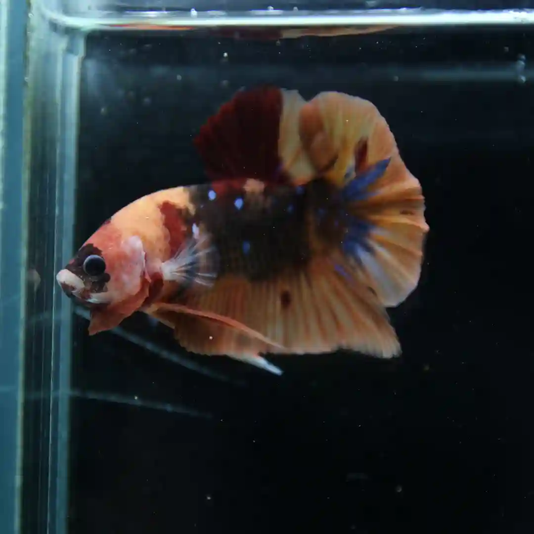 Betta Live fish Multicolor HMPK Male
