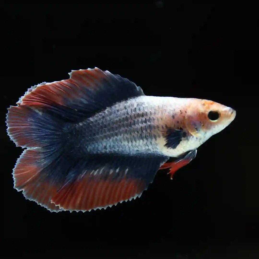 Betta Live Fish Crimson Aurora Full Moon Female