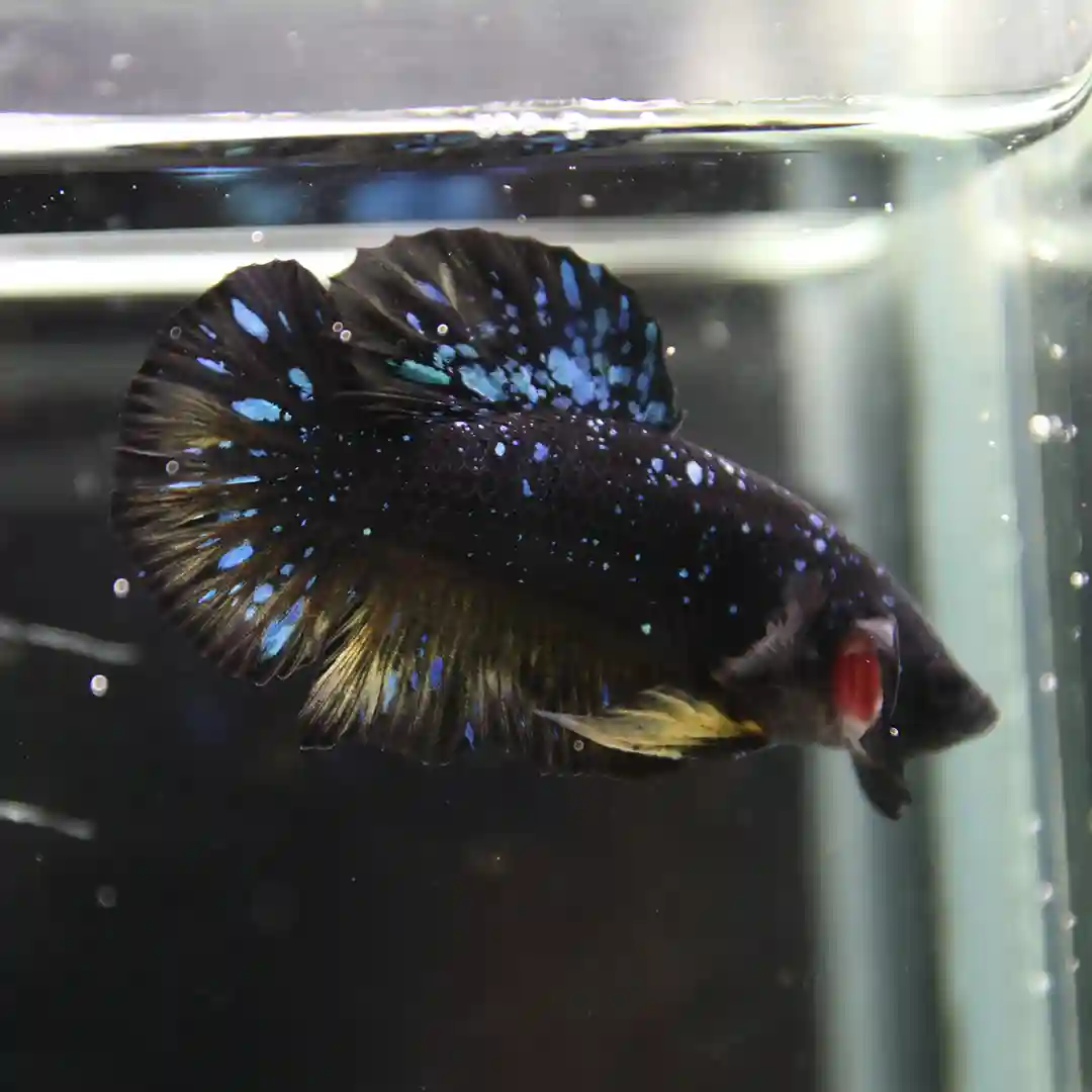 Betta Live fish Dot Start Or Avatar Male