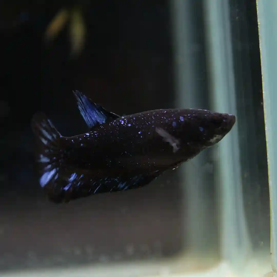 Betta Live fish Dot Start Or Avatar  Female