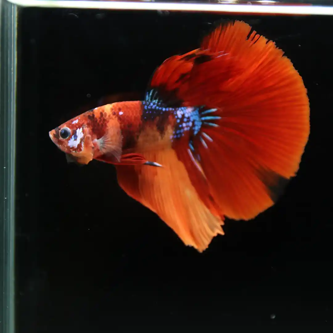 Premium Halfmoon Nemo Non-Metallic Multicolor Betta Fish Male – Show Grade Live Betta