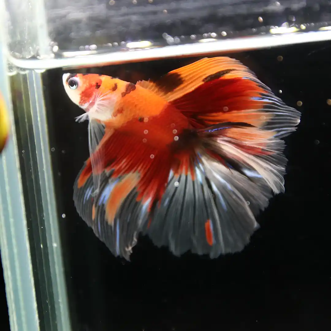 Fullmoon Double Tail Nemo Betta Fish Male | Rare Non-Metallic Multicolor Live Betta Thailand