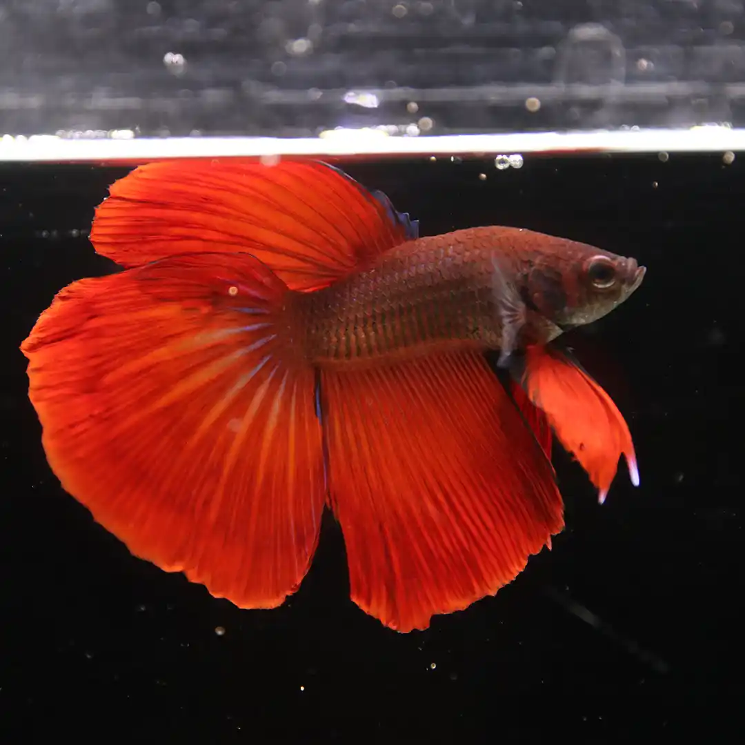 AF Plakad Thai Poppy Tail Halfmoon Betta – Scarlet Red Male | Rare Collector Bloodline  Alternative (Luxury Edition)