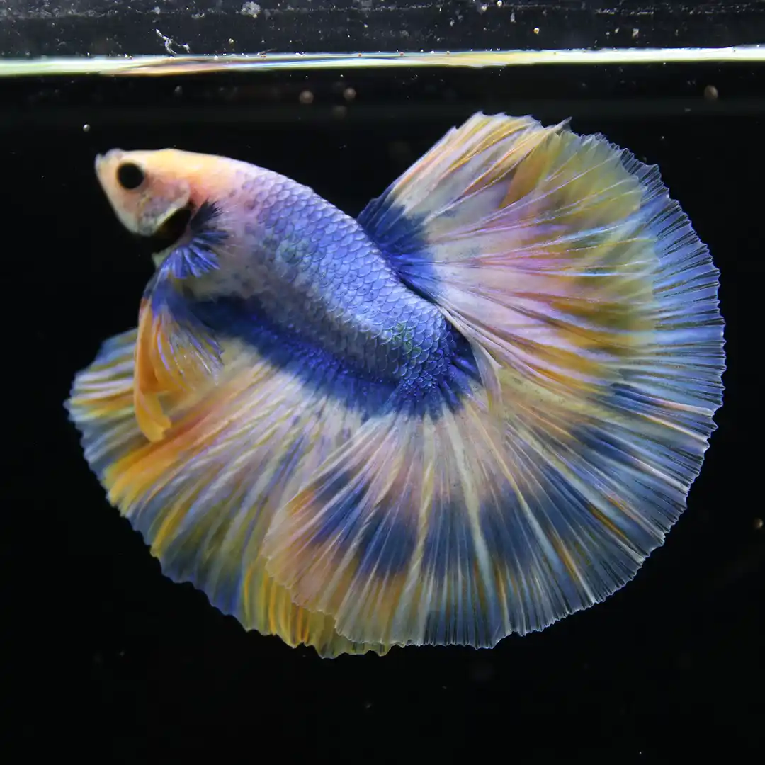 Champion Grade Male Halfmoon Betta – Pastel Blue & Golden Yellow Multicolor